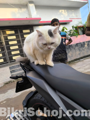 Pure Persian Cat